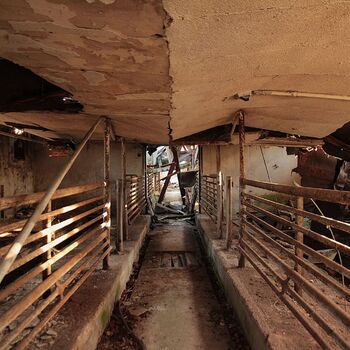 Schweinehüter Schweinehüter