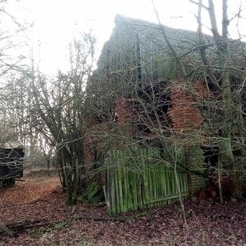strom amarant krajina vascular plant stromy