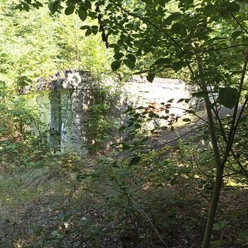 strom woody plant vascular plant rostlina Les