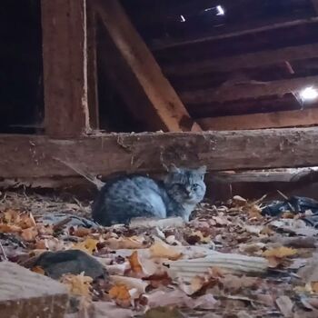 sheepfold - dead animals