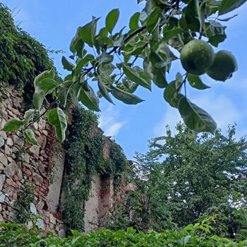 das Schloss, das jeder kennt...