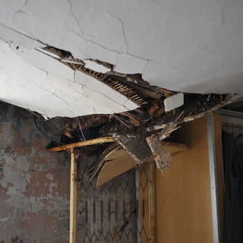 A grove in the Sudetenland.