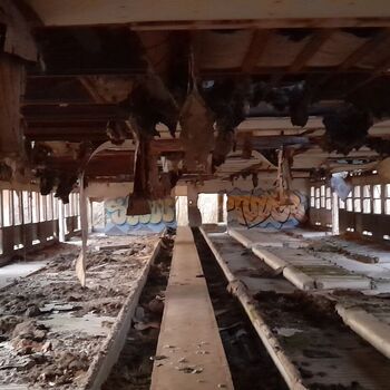 Calf (2025) Calf (2025)