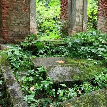 ruins of the blue house