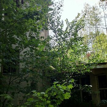 tree woody plant vascular plant plant forest