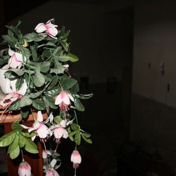 Wo ist der Graf geblieben? Das verlassene Schloss