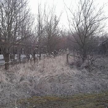 Calf (2025) Calf (2025)