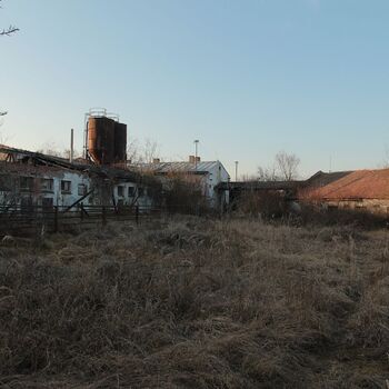 Schweinehüter Schweinehüter