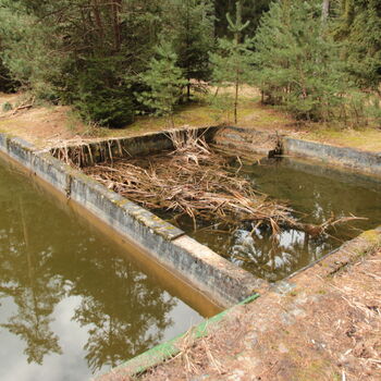 Maple 52 with swimming pool