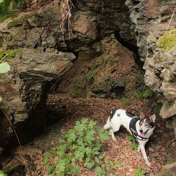 Mill from Snake river