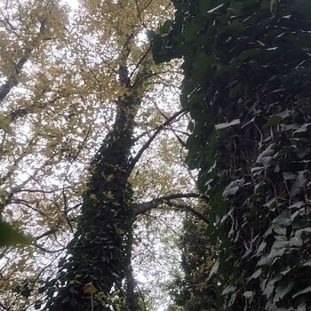 Old Jewish cemetery Old Jewish cemetery