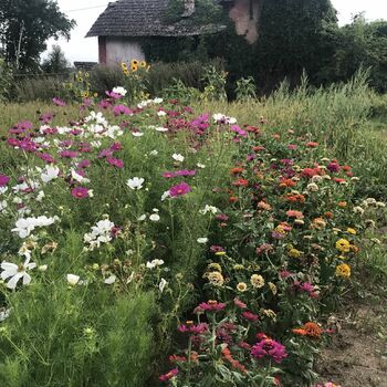 Cottage in the field
