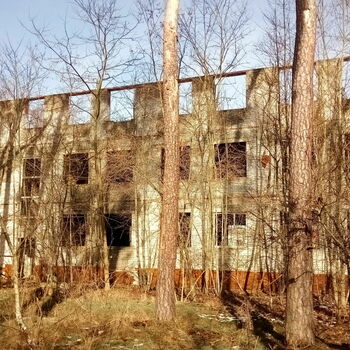 strom Les krajina stromy strom Les krajina stromy