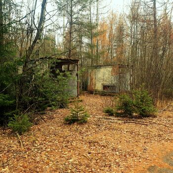 strom Les stromy podzim krajina