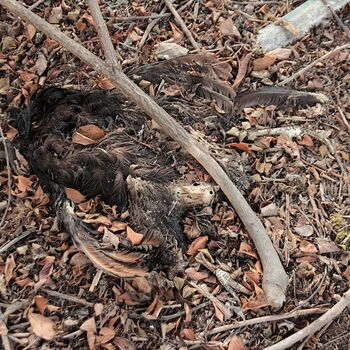 Schweinehüter Schweinehüter