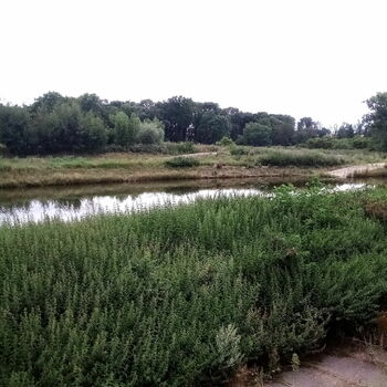 krajina bažina strom země voda jezero tráva rýže mokřadní krajina bažina strom země voda jezero tráva rýže mokřadní