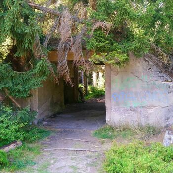 tree woody plant vascular plant tree woody plant vascular plant