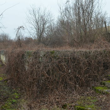 vascular plant krajina strom rostlina pole tráva