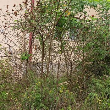 Hrudkov plicní sanatorium