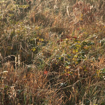 Sušárna chmele Všestudy za úsvitu 2023