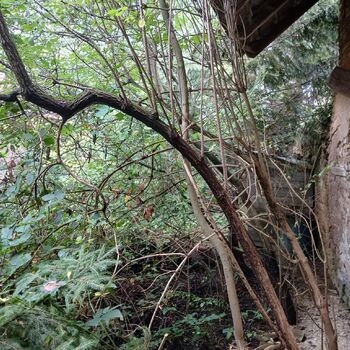 Homestead with a pond