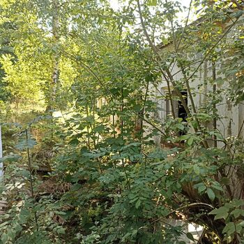 strom woody plant vascular plant rostlina