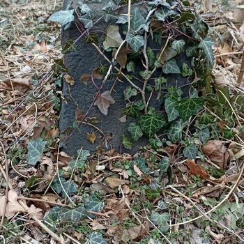 Friedhof 2022 Friedhof 2022