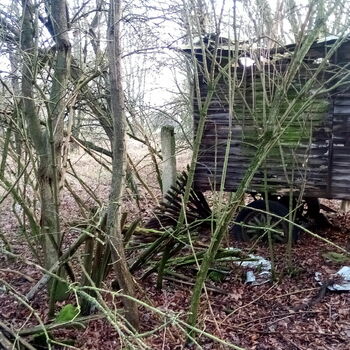 strom woody plant vascular plant rostlina