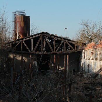 Schweinehüter Schweinehüter
