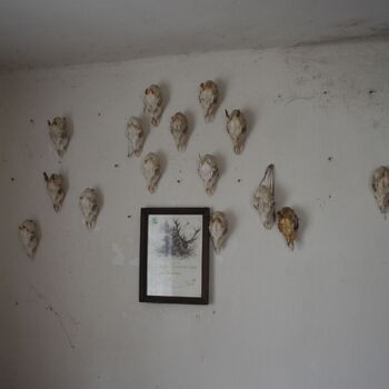 A grove in the Sudetenland.