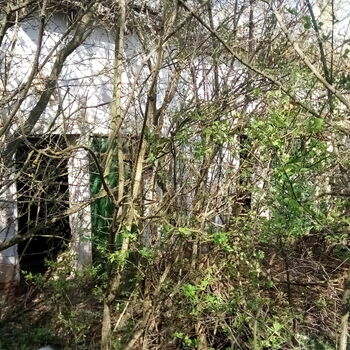 strom Les woody plant stromy krajina