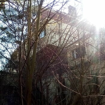 strom woody plant vascular plant rostlina Les stromy