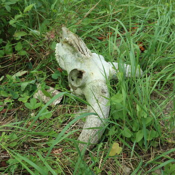 Chaloupka v Sudetech II.