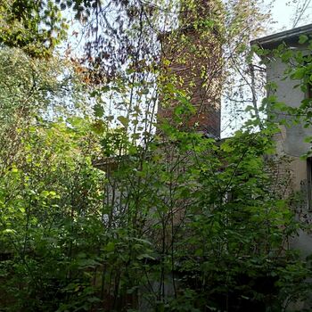 tree woody plant forest vascular plant birch