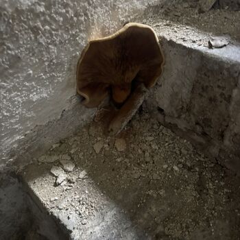 The photographer's house.