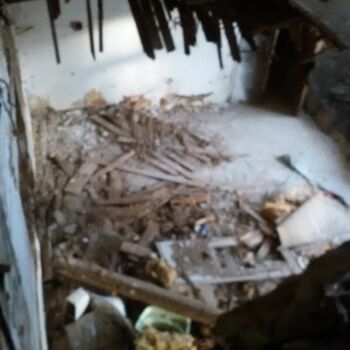 houba slepice v lese organismus