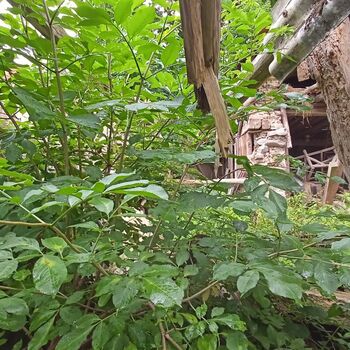 Spitzenschiff 9z10ti...