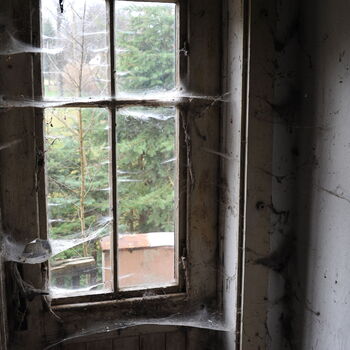 A grove in the Sudetenland.