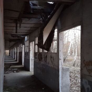 Calf (2025) Calf (2025)