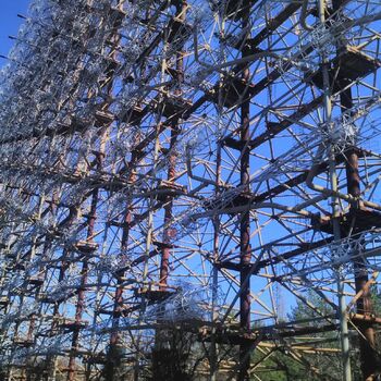 strom woody plant obloha