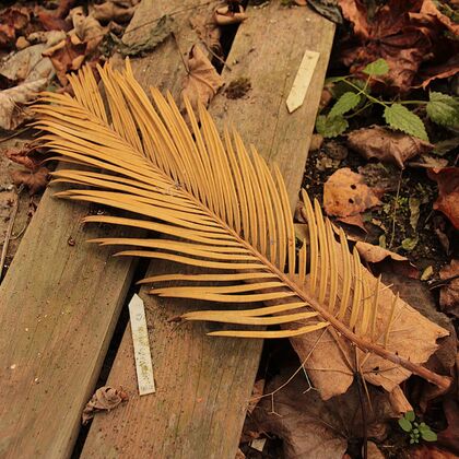 Gewächshäuser des TB-Krankenhauses