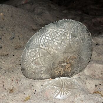 Die Dämmerung von Eleanor