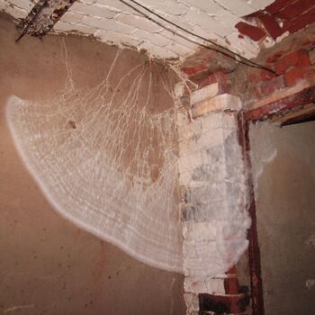 Sudeten German Wool Spinning Plant 2023 Sudeten German Wool Spinning Plant 2023