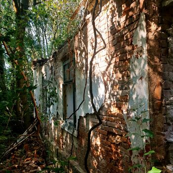 strom woody plant Les stromy vascular plant