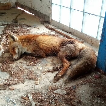 Red fox Fox psí Souprava liška savec kožešina