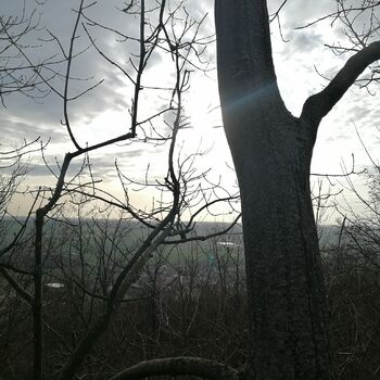 strom Les zima stromy krajina strom Les zima stromy krajina