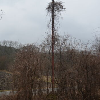 strom obloha krajina woody plant Les háček