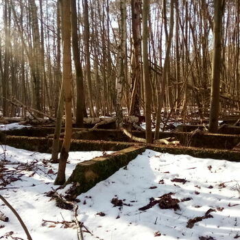 sníh strom Les zima studené Bříza krajina stromy LED počasí bažina sníh strom Les zima studené Bříza krajina stromy LED počasí bažina