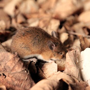 Sušárna chmele na zámeckém dvoře