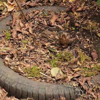 Mill from Snake river